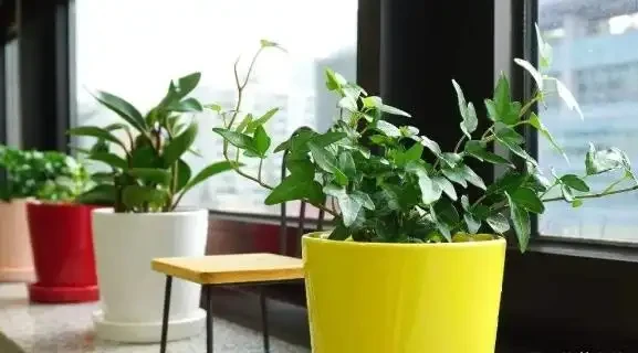 室內養花有哪些禁忌?要特別注意第1點,不然很容易吃大虧