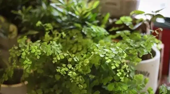 室內養花有哪些禁忌?要特別注意第1點,不然很容易吃大虧