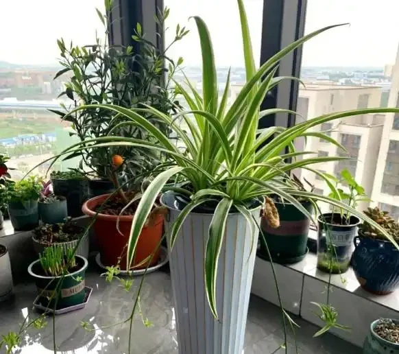 室內養花有哪些禁忌?要特別注意第1點,不然很容易吃大虧