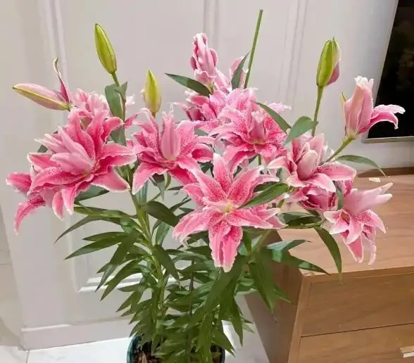 室內養花有哪些禁忌?要特別注意第1點,不然很容易吃大虧