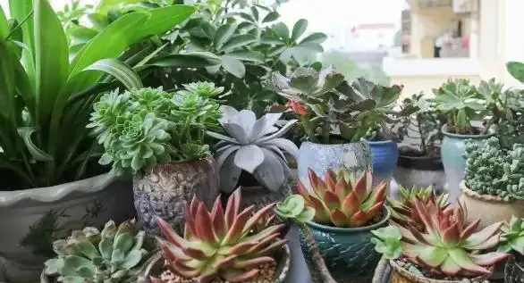 室內養花有哪些禁忌?要特別注意第1點,不然很容易吃大虧