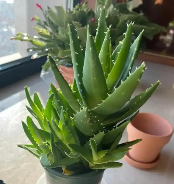 室內養花有哪些禁忌?要特別注意第1點,不然很容易吃大虧