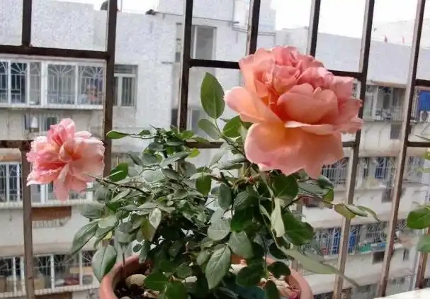 「5種料」，拿來養花很好，當肥料，省錢好用花草瘋長很旺盛