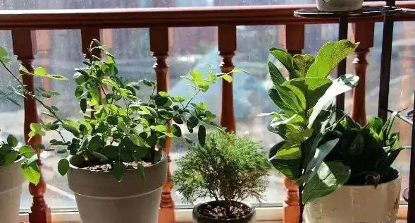 室內養花有哪些禁忌?要特別注意第1點,不然很容易吃大虧