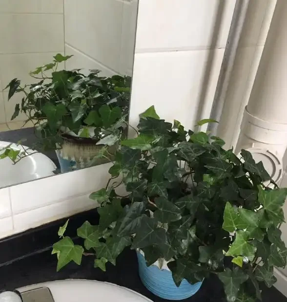 室內養花有哪些禁忌?要特別注意第1點,不然很容易吃大虧