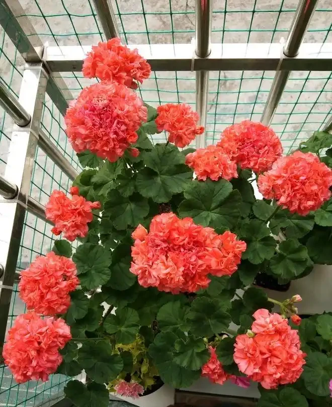 「5種料」，拿來養花很好，當肥料，省錢好用花草瘋長很旺盛