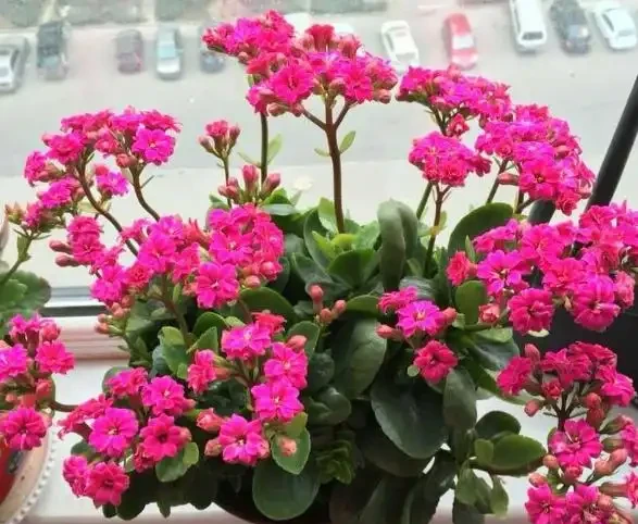 室內養花有哪些禁忌?要特別注意第1點,不然很容易吃大虧