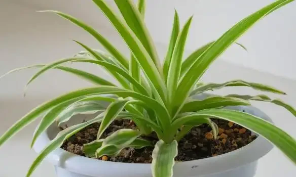 室內養花有哪些禁忌?要特別注意第1點,不然很容易吃大虧