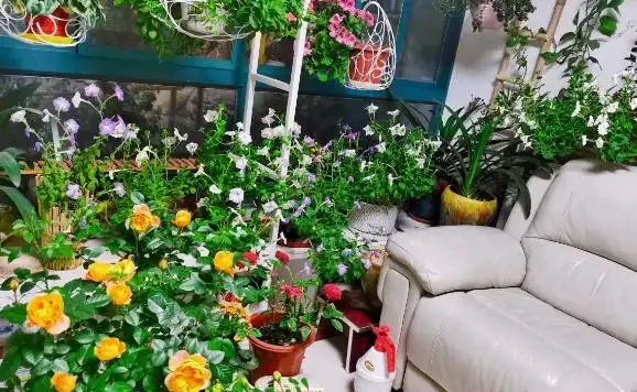 室內養花有哪些禁忌?要特別注意第1點,不然很容易吃大虧
