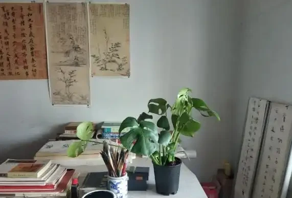 室內養花有哪些禁忌?要特別注意第1點,不然很容易吃大虧