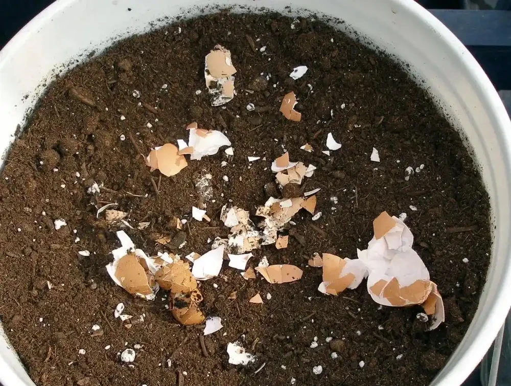 「5種料」，拿來養花很好，當肥料，省錢好用花草瘋長很旺盛