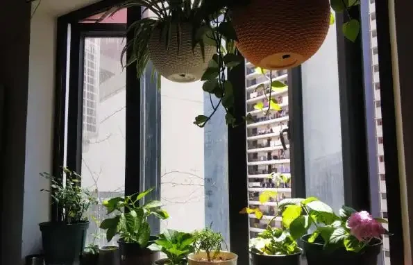 室內養花有哪些禁忌?要特別注意第1點,不然很容易吃大虧