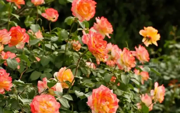 「5種料」，拿來養花很好，當肥料，省錢好用花草瘋長很旺盛