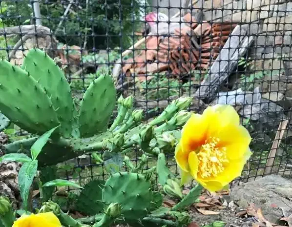 室內養花有哪些禁忌?要特別注意第1點,不然很容易吃大虧
