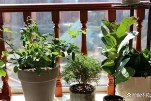 室內養花有哪些禁忌？要特別注意第1點，不然很容易吃大虧