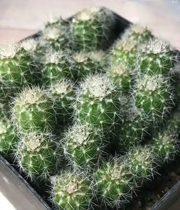 夏天養仙人掌球,不要澆太多水,容易腐根,溜邊澆水最好!