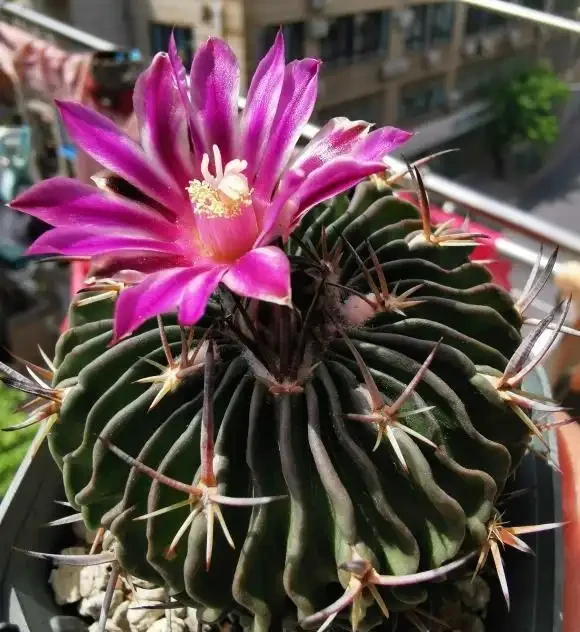 夏天養仙人掌球,不要澆太多水,容易腐根,溜邊澆水最好!
