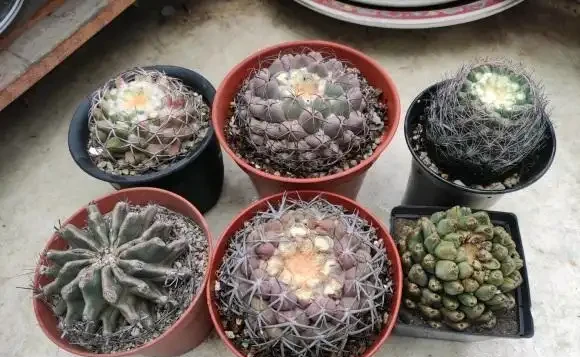 夏天養仙人掌球,不要澆太多水,容易腐根,溜邊澆水最好!