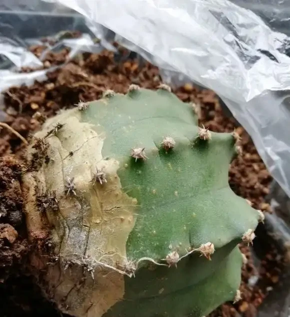 夏天養仙人掌球,不要澆太多水,容易腐根,溜邊澆水最好!