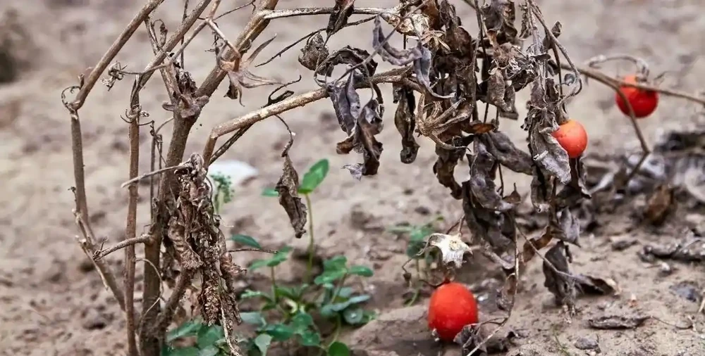 枝葉萎蔫的瀕死盆栽植物，用這些技巧有望救活它們