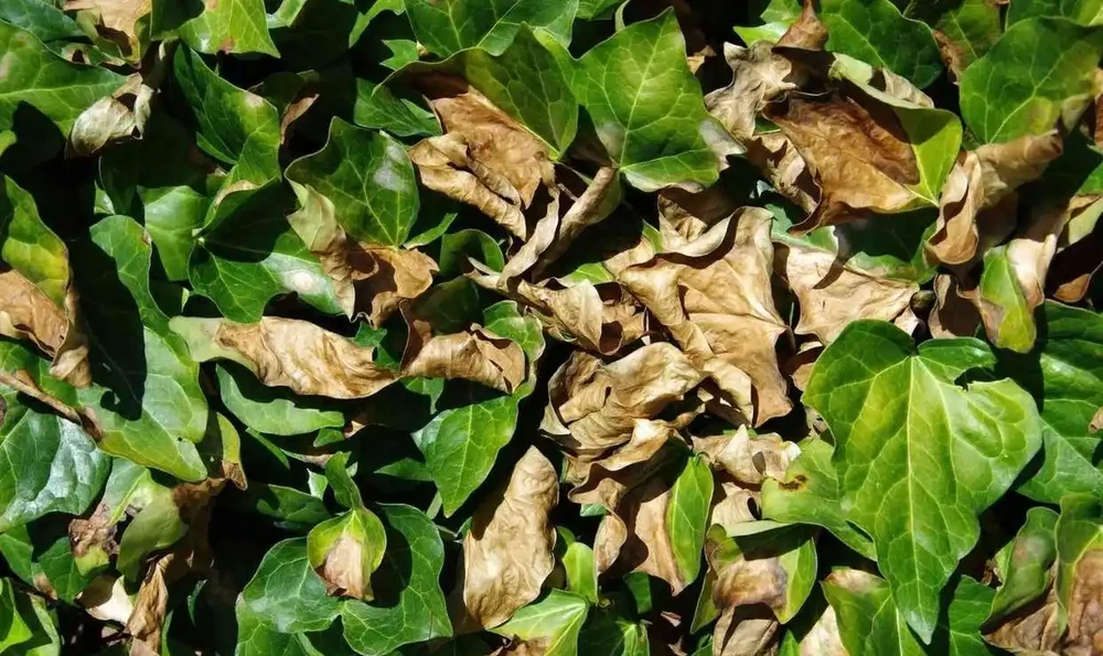 枝葉萎蔫的瀕死盆栽植物，用這些技巧有望救活它們