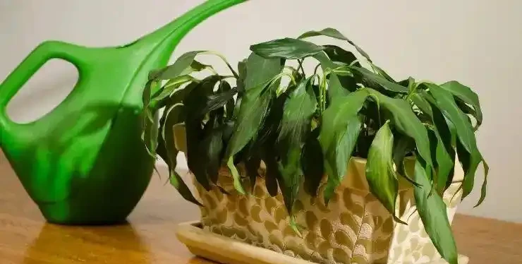 枝葉萎蔫的瀕死盆栽植物，用這些技巧有望救活它們