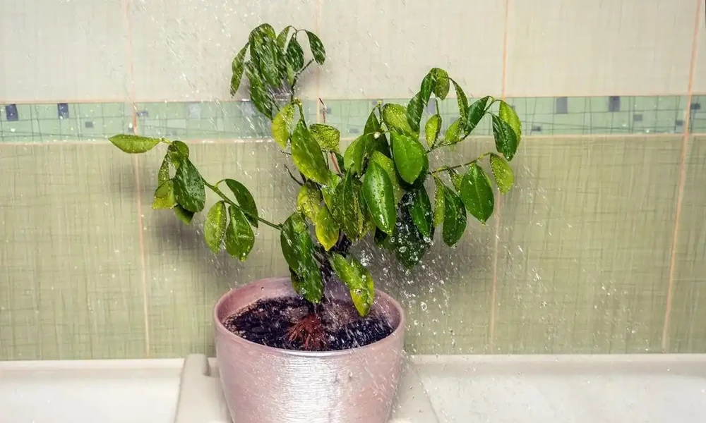 枝葉萎蔫的瀕死盆栽植物，用這些技巧有望救活它們