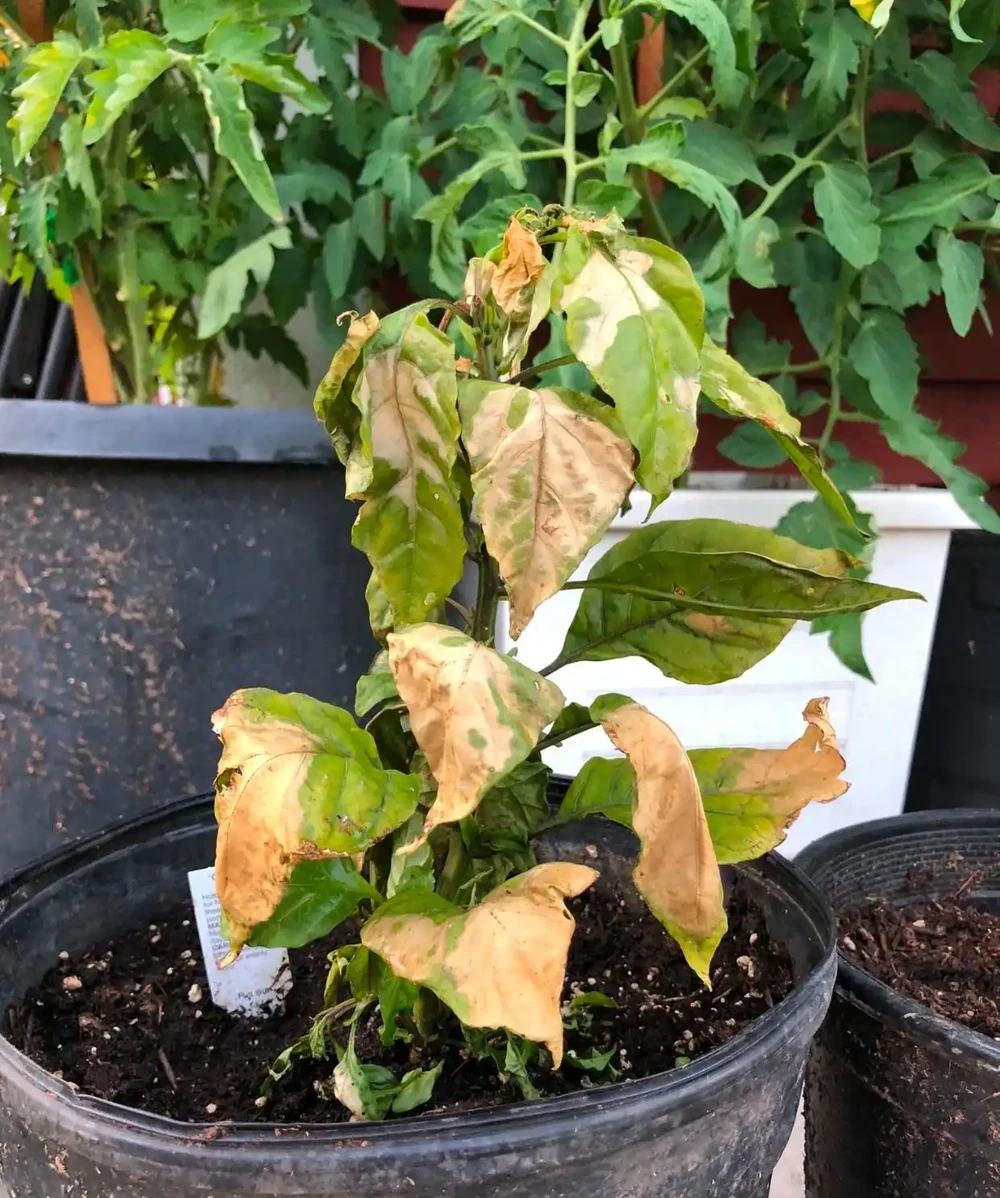 枝葉萎蔫的瀕死盆栽植物，用這些技巧有望救活它們