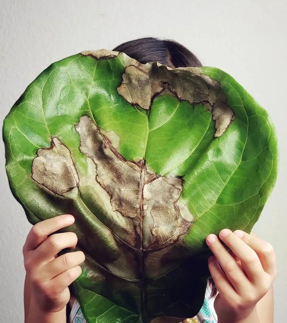 枝葉萎蔫的瀕死盆栽植物，用這些技巧有望救活它們