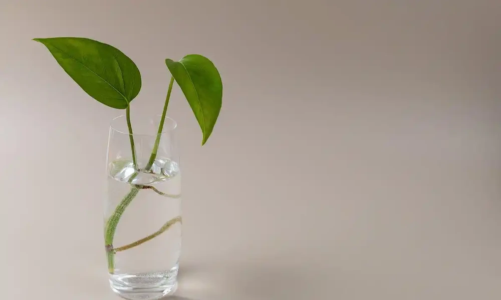 怎麼自制長根水?