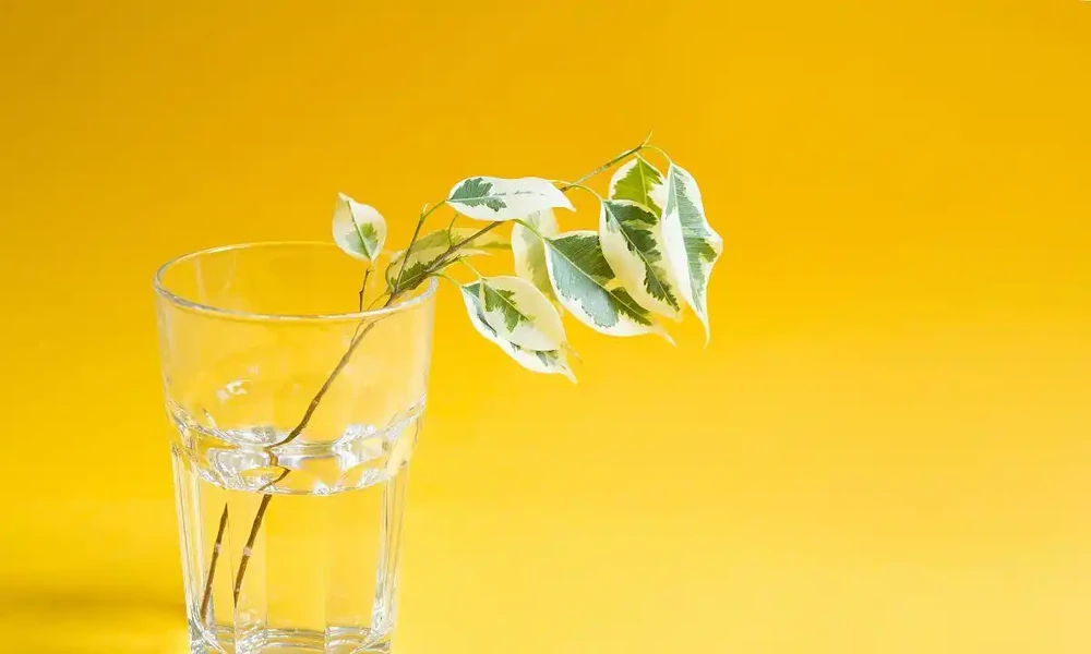 怎麼自制長根水?