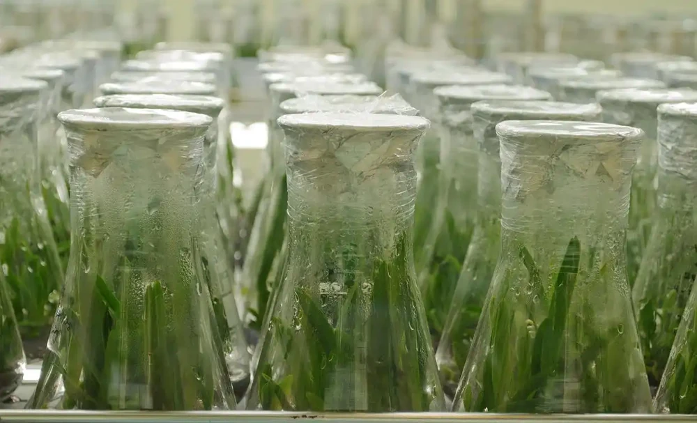 怎麼自制長根水?