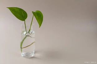 怎麼自制長根水？