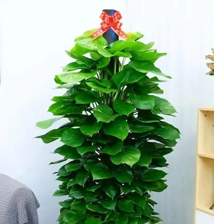 6款花是小「酒鬼」,經常「喂」一杯,葉片油亮,新芽瘋長滿盆