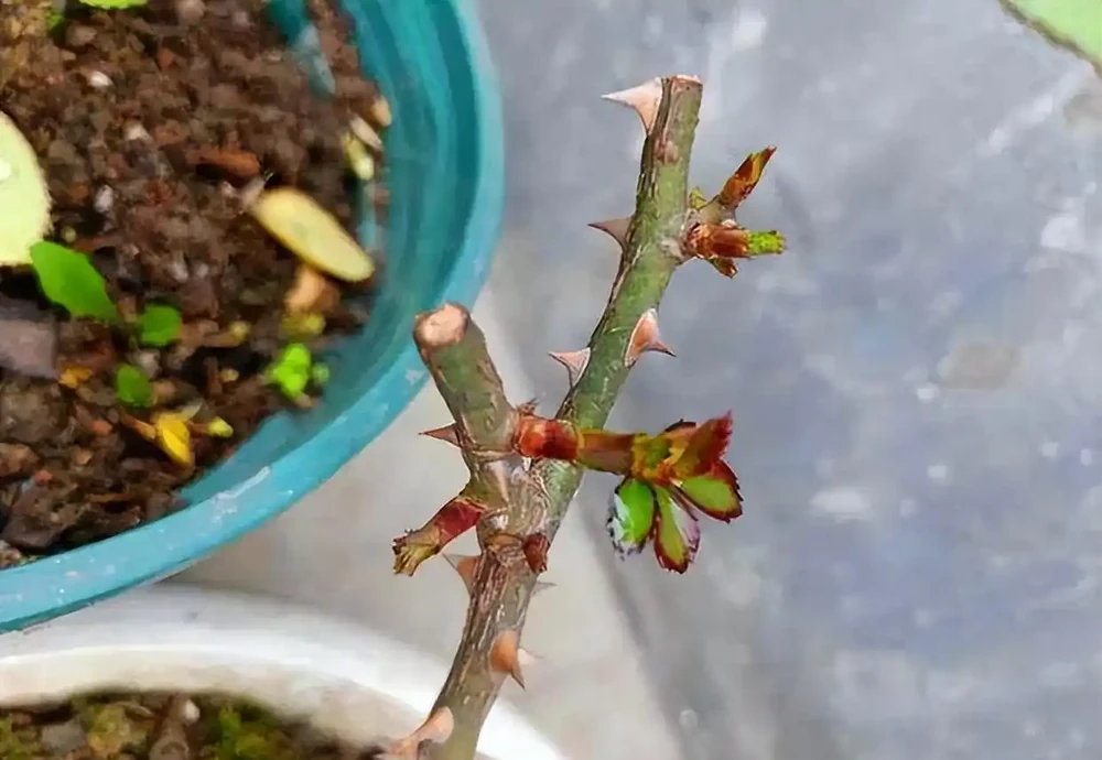 記得給5種花草「剃個頭」,剃得越狠,來年長得越旺