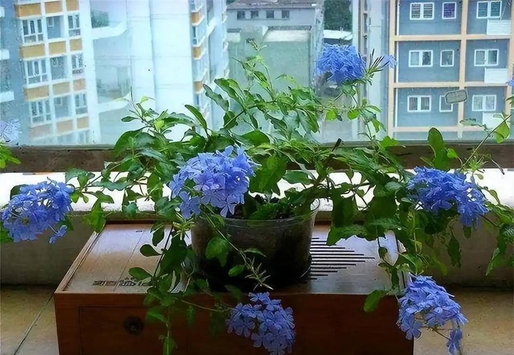 記得給5種花草「剃個頭」,剃得越狠,來年長得越旺