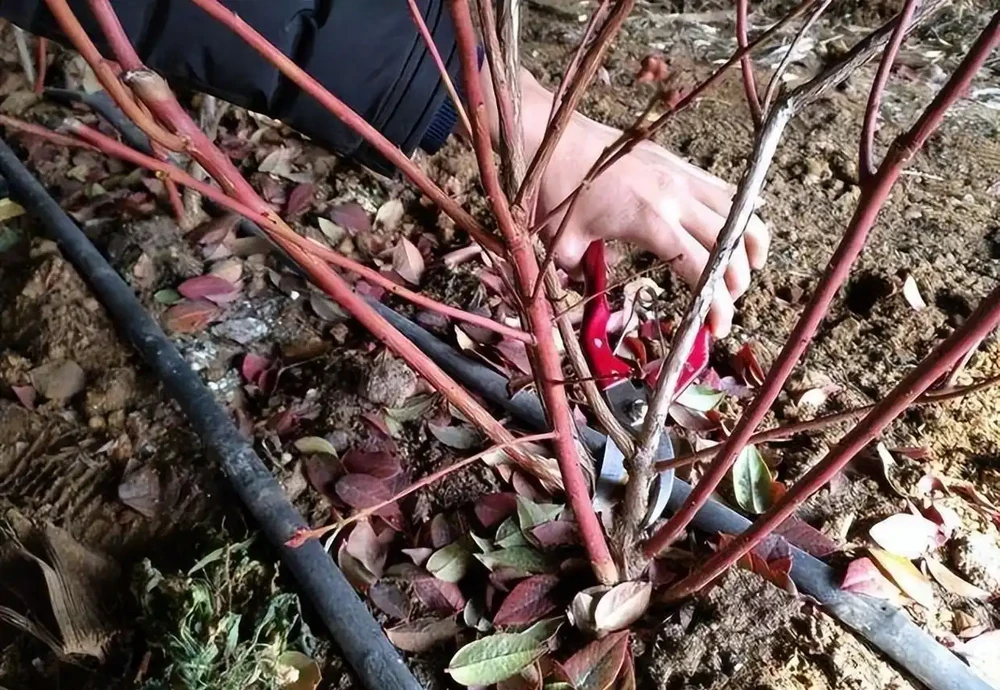 記得給5種花草「剃個頭」,剃得越狠,來年長得越旺