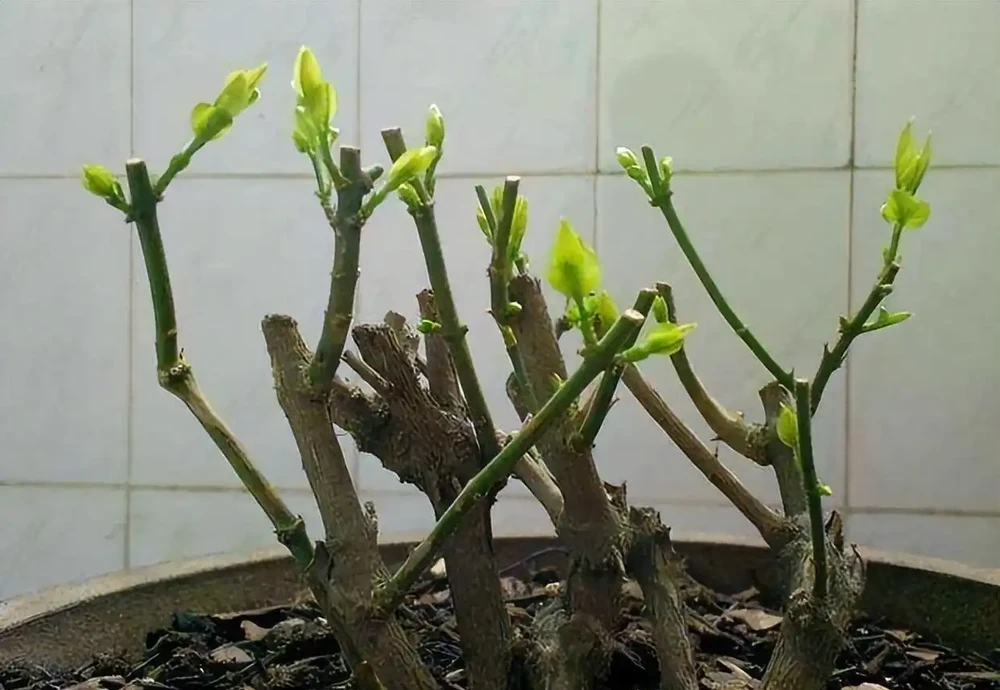 記得給5種花草「剃個頭」,剃得越狠,來年長得越旺