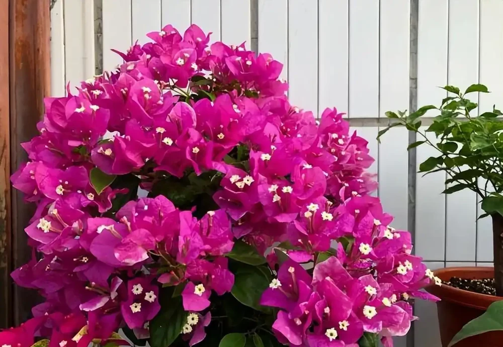 記得給5種花草「剃個頭」,剃得越狠,來年長得越旺