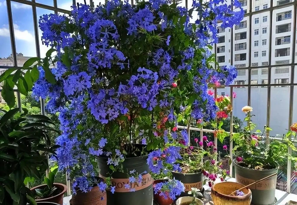 記得給5種花草「剃個頭」,剃得越狠,來年長得越旺