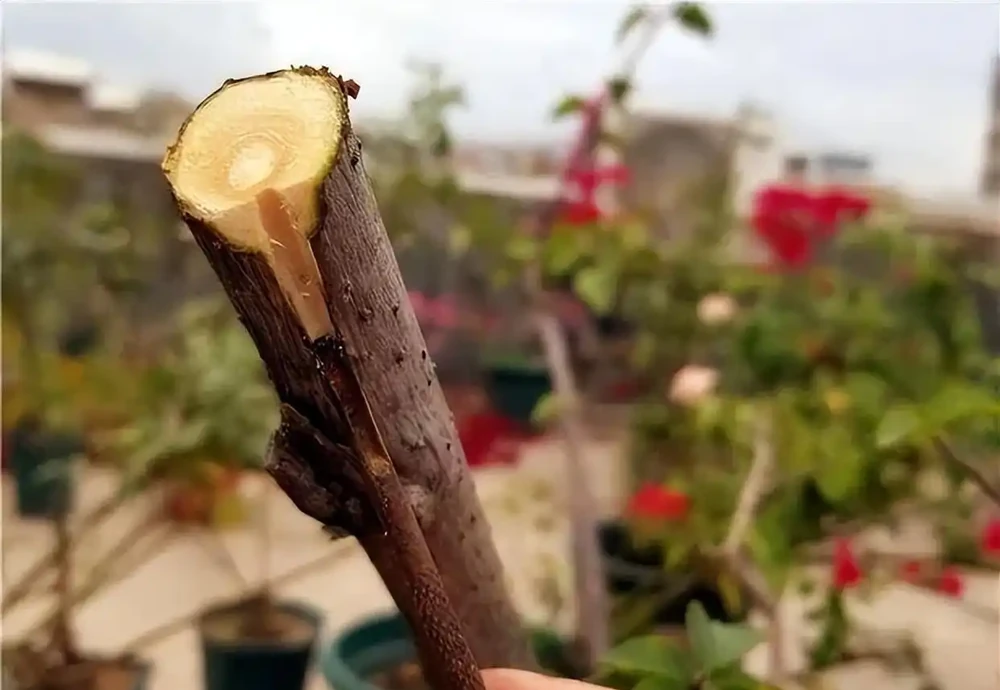 記得給5種花草「剃個頭」,剃得越狠,來年長得越旺