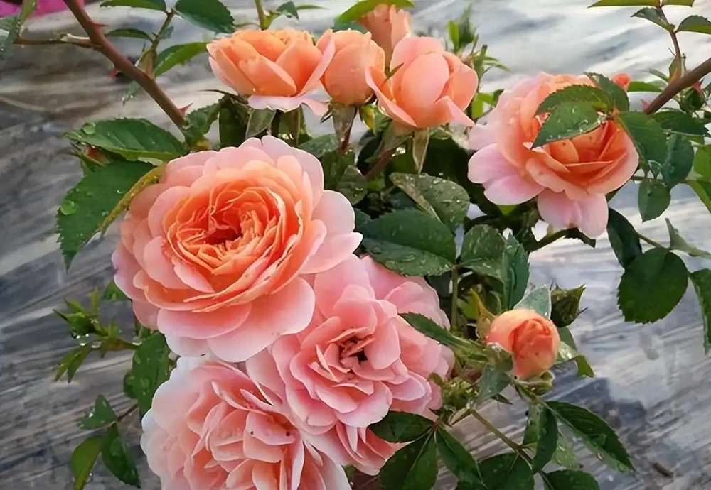 記得給5種花草「剃個頭」,剃得越狠,來年長得越旺