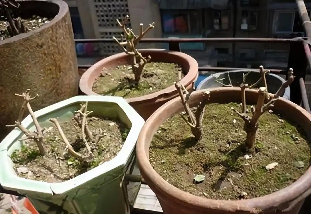記得給5種花草「剃個頭」,剃得越狠,來年長得越旺