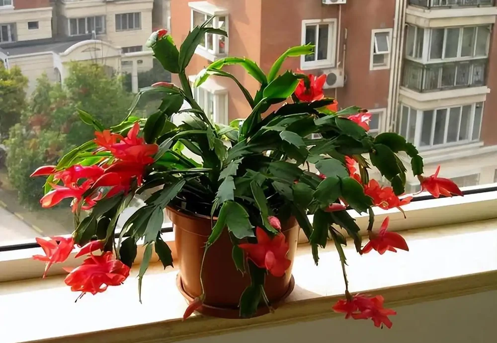 記得給5種花草「剃個頭」,剃得越狠,來年長得越旺