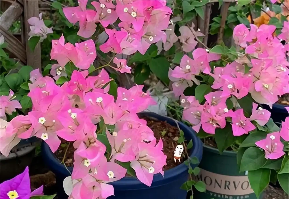 記得給5種花草「剃個頭」,剃得越狠,來年長得越旺