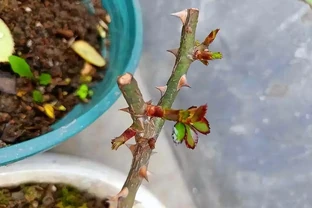 記得給5種花草「剃個頭」，剃得越狠，來年長得越旺