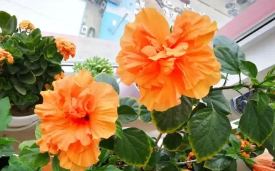 花多多2號、磷酸二氫鉀,哪個催花效果更好?聽聽過來人的建議