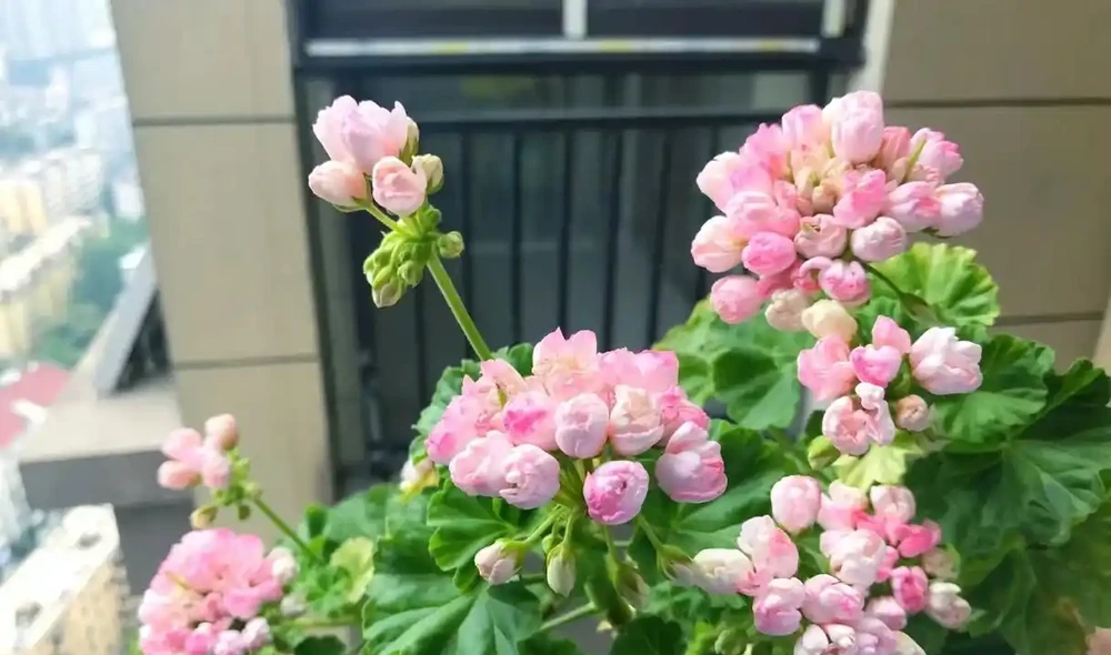 花多多2號、磷酸二氫鉀,哪個催花效果更好?聽聽過來人的建議