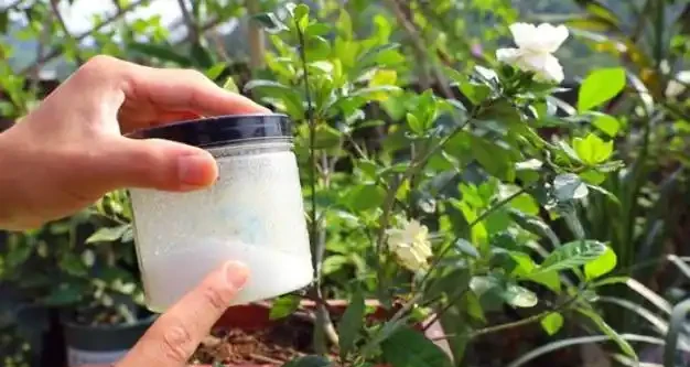 花多多2號、磷酸二氫鉀,哪個催花效果更好?聽聽過來人的建議