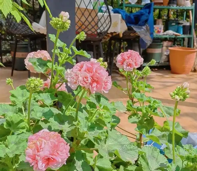 花多多2號、磷酸二氫鉀,哪個催花效果更好?聽聽過來人的建議